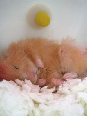 Photo of sleeping hamster by Carolyn Cole
